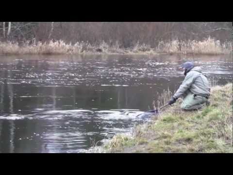 Opastusvideo - Taimenen kalastusta heittoperholla - Koskikalastus - Taimen - Spintube - Eumer