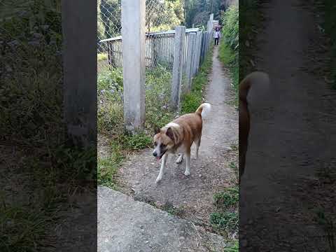#shortsrld #doglover #luzodesidog