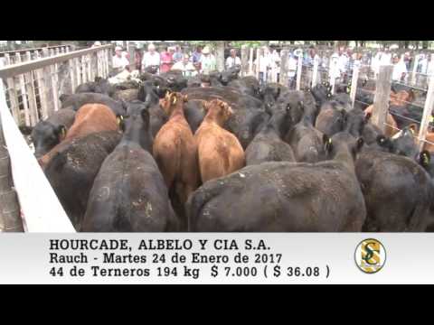 24-01-17 Venta de Machos - Hourcade, Albelo y Cia S.A. - Rauch.
