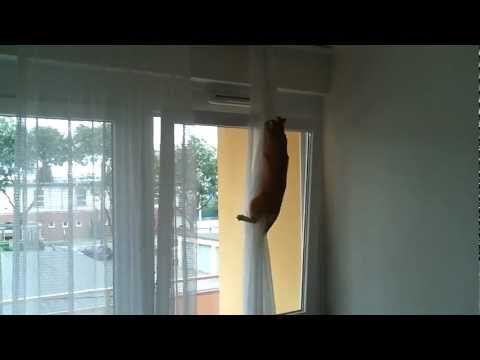 Katze schleicht durch gekipptes Fenster