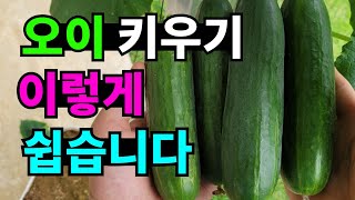 오이재배 재활용통에 페트병 자동급수로 쉽게 키워요.오이가 정말 많이 열리네요
