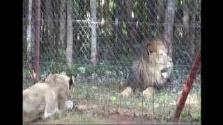 Simba & Bella - getting to know each other