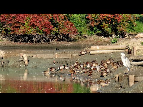 1865. Polák velký, Zarro-comum, Tafelente, Tafeleend, Porrón europeo, Fuligule milouin, #birds