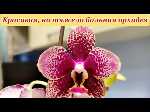 , title : 'Пришли НОВЫЕ, КРАСИВЫЕ, ЦВЕТУЩИЕ орхидеи. А мне достались БОЛЬНЫЕ 🙈. Орхидея еле ДЕРЖИТ лист.'