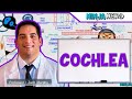 Special Senses Cochlea Spiral Organ Of Corti