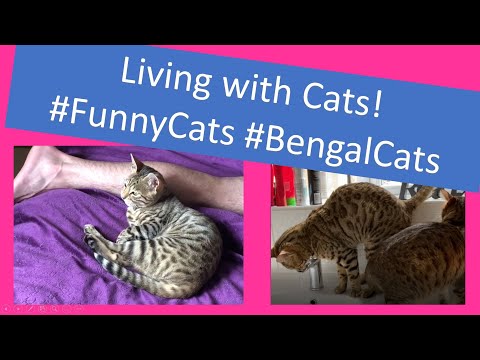 Living with Funny Bengal Cats – Fun, Loud, Noise, Chatter, Play, Everyday