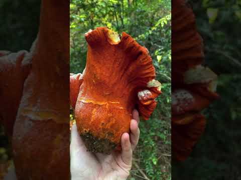 Foraging for Lobster Mushrooms (Hypomyces lactifluorum) in Humboldt, CA
