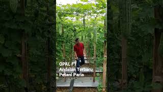 Paria Andalan Petani &quot;OPAL F1&quot; #paria #tanaman #sayuran #sayur #makanan