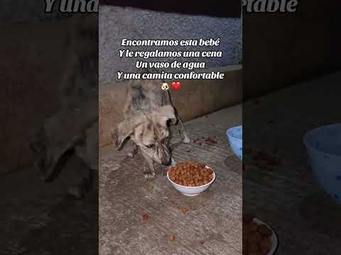 Todos somos creación de Dios #ayuda #perritos #parati #comapa #jutiapa