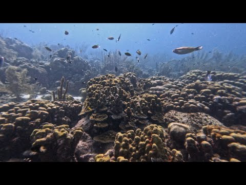 Bonaire Angel City May 2025