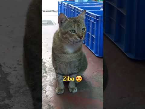 #world cat lover's #world animal lovers❤️😍