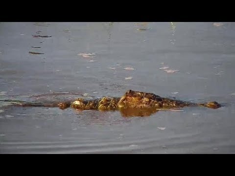 Djuma: Crocodile in the old pan - 17:15 - 03/07/20