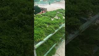 preserved moss ball China Manufacturer,preserved moss wall hanging China Manufacturer.