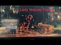 Lady And The Tramp 2019 Lady Rescue Tramp