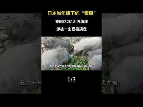 日本當年播下的&ldquo;毒草&rdquo;，我國花2億無法清理，卻被一蟲輕鬆搞定。#科普#漲知識#植物#水花生#毒草