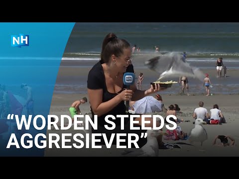 Terrorist seagulls are increasingly bothering beachgoers