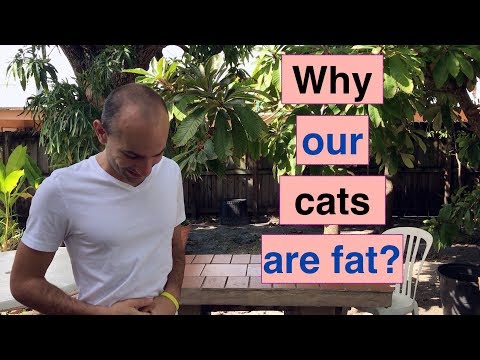 300s: Food Triumph weight loss method - Why do we have overweight cats? EP29