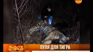 Пуля для тигра