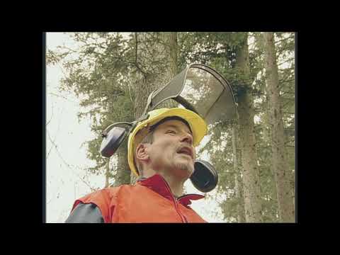 Baumfällen, gewusst wie: Stechschnitt (3/3) – Nadelholz