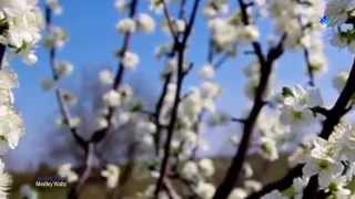 Spring Flowers - André Rieu  - Waltz Medley