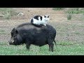 funny-farm-animals-21-07-2017