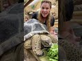 Tortoises Have Been Around For Thousands Of Years Aldabratortoise Tortoise Zoo Reptile