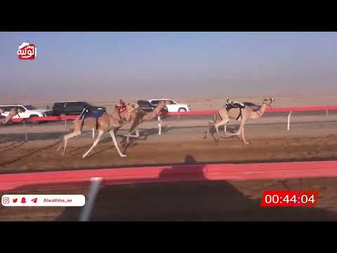 ش 16 (نوف) لـ ناصر خميس عبدالله الهاشمي 2:11:72 , شارة الصندوق 2026/06/13 فطامين الوقن    