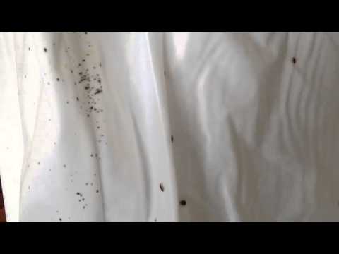 Extreme Bed Bug Infestation in Asbury Park, NJ