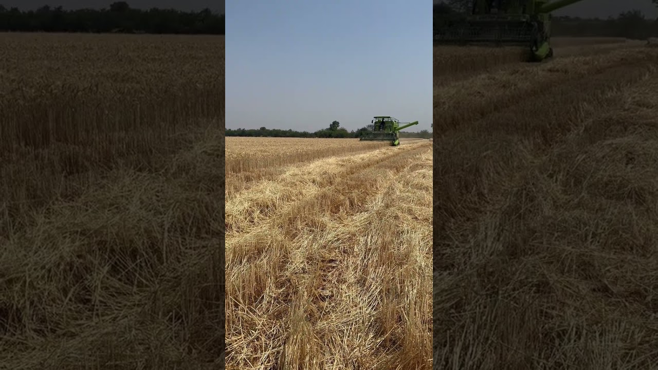 Harvesting GW 322 wheat nd its average in 8 acres