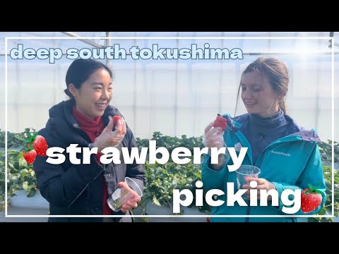 Strawberry Picking🍓 / Sunny's Farm (Anan City) 【Tokushima Sightseeing】