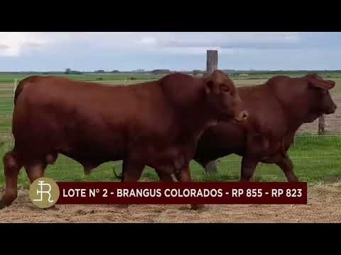Toros Brangus - A venta en Remate San José