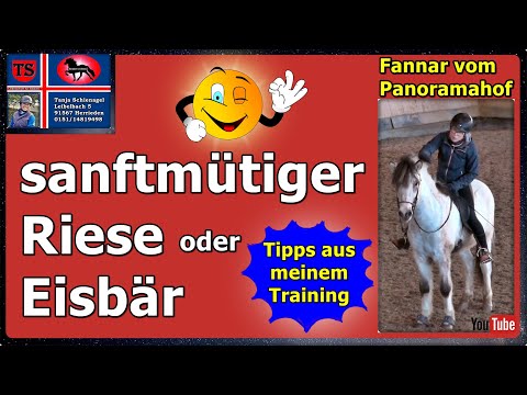 Fannar, Icelandic horse, Icelandic, gelding, leisure, dressage, tips from lessons, Tanja Schienagel