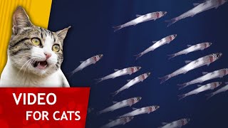Cat Games - School of Fish in Blue Ocean (Video for Cats to watch)