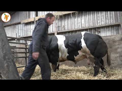 , title : '20200331 Koeien voor Paasvee blijven op stal'