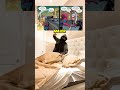 MJ Is Jealous Of Spider Man And Black Cat