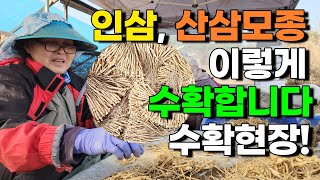 장뇌삼 산삼 새싹삼 인삼 1년근 2년근 모종 이렇게 수확합니다. - 인삼씨앗 산양삼씨앗 장뇌삼씨앗 산삼씨앗