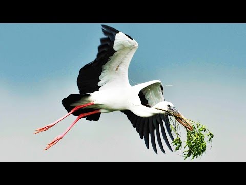 Download A Hope For Home Sandman Dreams Mp3 dan Mp4 2019