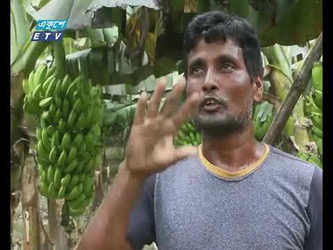 পানামা ভাইরাসে বিপাকে ঠাকুরগাঁওয়ের কলা চাষিরা