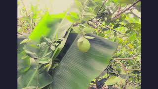 Visite au Jardin Tropical mauricien !