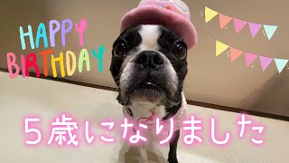 【㊗️５歳✨】お誕生日に大好きな仲間が増えました🦁　@oreo_channel