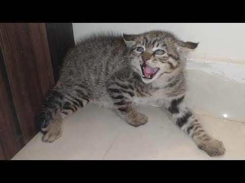 Abandoned Kitten Alone and Scared | Crying For Mom and Shivering in Fear