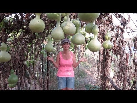 image-How long do gourd seeds take to germinate?