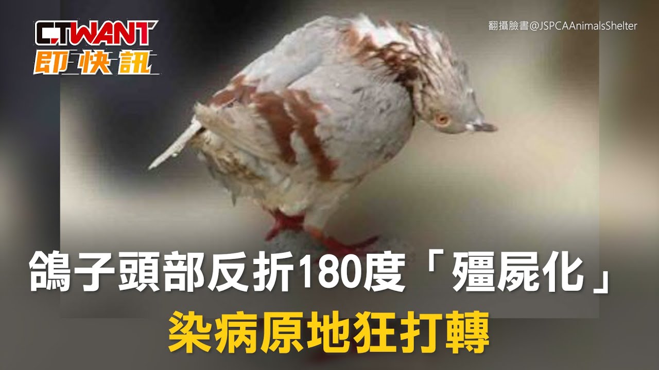 圖說-鴿子頭部反折180度「殭屍化」染病原地狂打轉