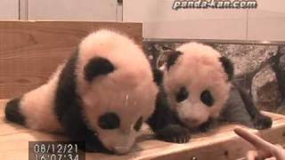 preview picture of video 'Approaching twin baby pandas!! 2008/12/21 赤ちゃんパンダプレミアムツアー'