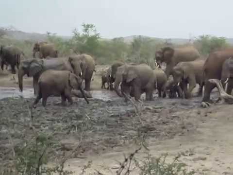 Herd of Elephant at a Waterhole
