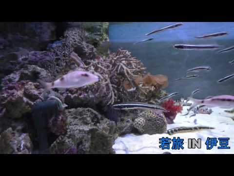 言語文化学科 若旅in伊豆【沼津港深海水族館】2017.214