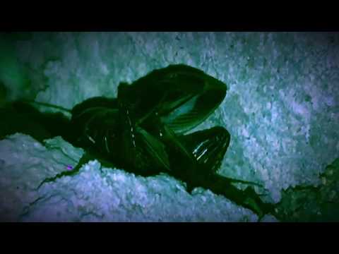 Ascolta il grillo canterino... dal vivo!