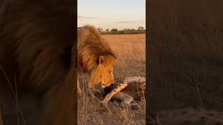 The Ultimate Prank Hyena vs Lion In The Wild