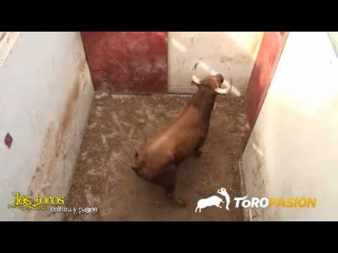 Desembarque de toros en la Finca Toropasión