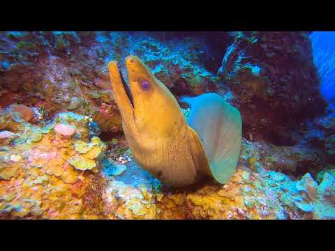 SCUBA Diving Bloody Bay Wall, Little Cayman